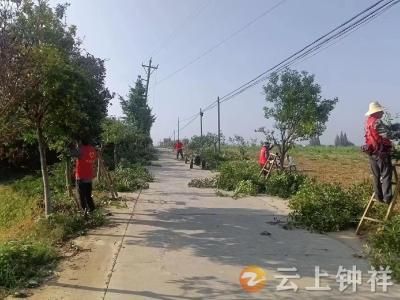 旧口镇郑桥村：修剪整治绿化带，消除道路安全隐患