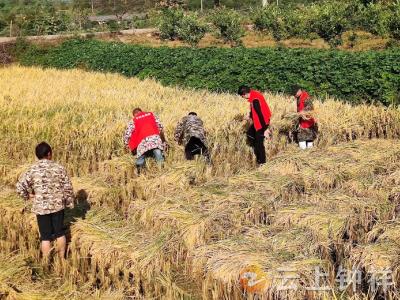 张集镇泉水河村：“红马甲”助秋收 农忙季解民忧