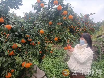这里的果冻橙“红美人”熟了，钟祥市温峡口水库的橘子喜获丰收