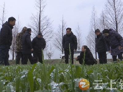 如何应对低温雨雪冰冻？ 钟祥市农技专家田间地头指导农业生产