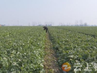 钟祥农技专家提醒：油菜冻害渍害叠加 抗灾减灾要及时