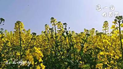 旧口镇：蜂舞人勤春正好 满目金黄香百里