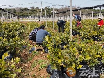 钟祥：发展油茶种植 建好“树上油库”