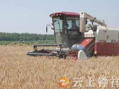 钟祥市农业农村局组织开展2024年小麦实收测产活动