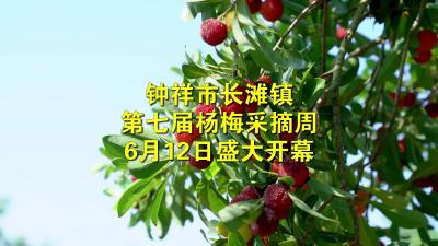 6月12日，让我们相约2024年钟祥·长滩第七届杨梅采摘周#湖北钟祥