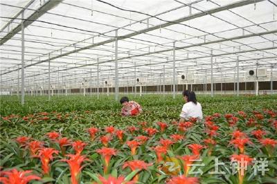 柴湖镇：花卉产业开出“花样经济”