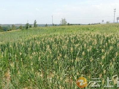 迎战高温“烤”验 钟祥市紧急调度1.5亿立方水源为农田“解渴”