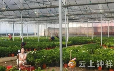 钟祥市柴湖镇全坑村：种下栀子花 走出致富路