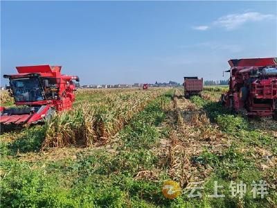 柴湖镇：玉米大豆核产 点亮农业新希望