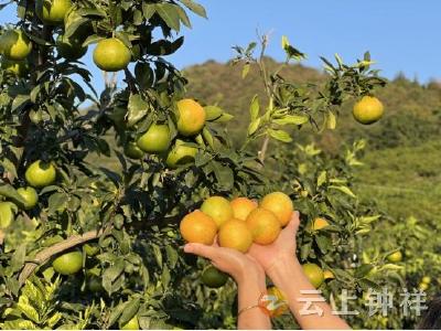 钟祥市温峡口水库召开果品营销座谈会共谋发展新路径