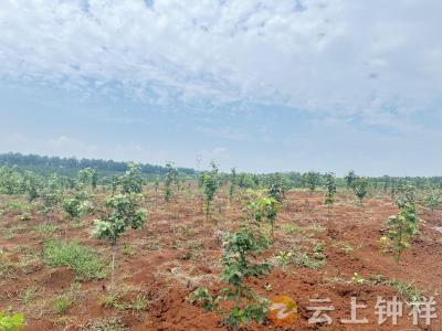 盘石岭林场大力推广乡土树种让生态美遍地开花
