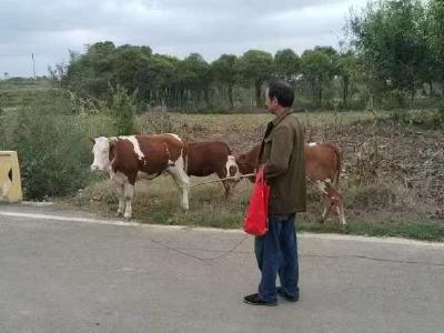 “寻牛记”牛走失，东桥镇网格员帮找回