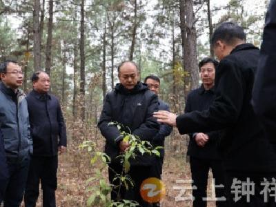 国家林草局武汉专员办调研钟祥国有林场森林可持续经营工作