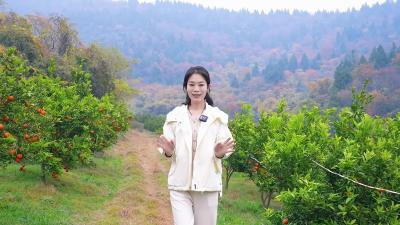东桥蜜橘成熟啦——助农行动，温暖接力！