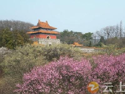 湖北钟祥：文化遗迹＋“花”漾布局 带您体验不同春日