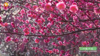 湖北钟祥：一起去赏花——柴湖新城的梅花