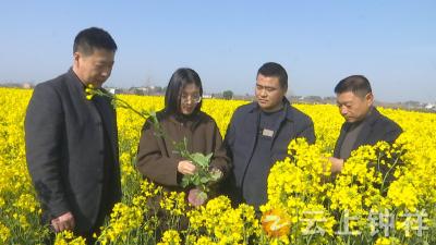 钟祥农业部门“一促四防”助力油菜单产提升