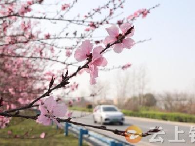 湖北钟祥：城区花开烂漫  处处春意盎然