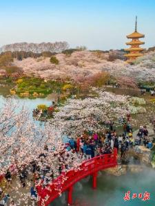 武汉早春四重奏暴击！玉兰窗景、单车骑行、咖啡慢调……第四重绝了