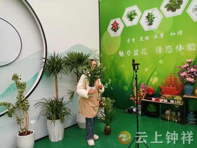 湖北钟祥：移民小镇绽放“云端”花经济