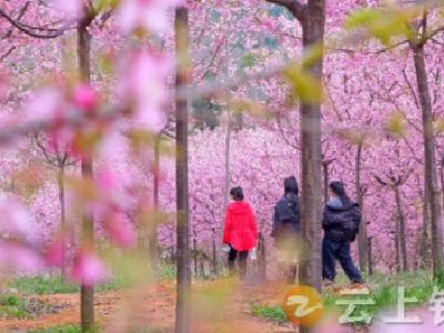 湖北钟祥：开启“落‘樱’缤纷”的浪漫篇章