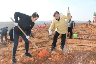 【建设青年发展型城市】携手添新绿 共植青年林！ 