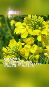 湖北钟祥：“阳春三月百花艳  踏青赏花正当时”