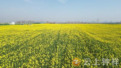 湖北钟祥：高产油菜田花开好“丰”景 绘就乡村振兴新画卷