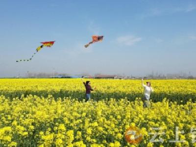 湖北钟祥：高产油菜田花开好“丰”景  绘就乡村振兴新画卷