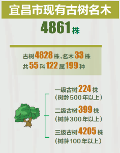 听！树的“声音”——探寻古树年轮中的生态密码