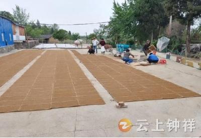 钟祥市东桥镇联盟村网格员自带播种机解村民燃眉之急