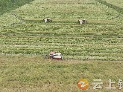 湖北钟祥：油菜收割有“新招”  二段模式实现“多收多赚”