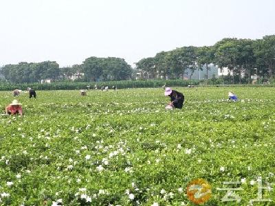 湖北钟祥：“栀”因有你  一路生花