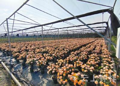 湖北钟祥：棒棒糖月季销售火爆 年销40万株助农增收