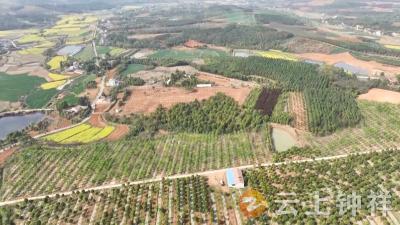 荆门钟祥：林上精准抚育 林下特色种养 “平衡智慧”绘就林业振兴新图景