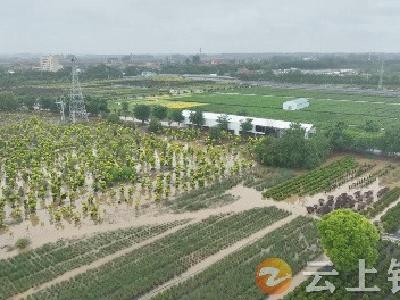 900余亩花卉因暴雨被淹 钟祥柴湖紫凝盛景紧急自救
