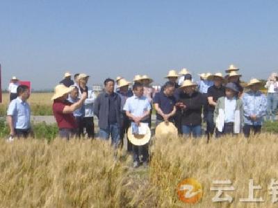 湖北首次！为小麦“癌症”赤霉病提供有效“处方”