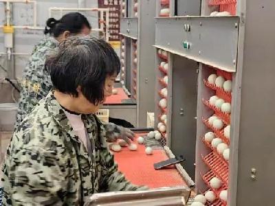 水鸭“住”进智能“公寓”——探访全省已投产最大规模笼养蛋鸭基地 