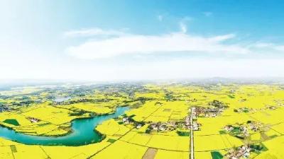 荆门：推广油菜“两段式”收割技术 预计减损超7800万斤 