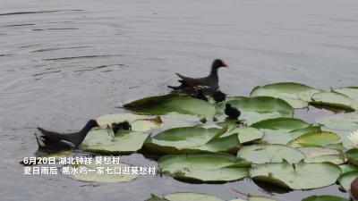 湖北钟祥：黑水鸡一家七口雨后总动员“逛”莫愁村