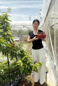 90后返乡创业青年周伊瑾：从广州服装老板到掇刀车厘子种植大户