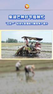 湖北钟祥：芒种时节插秧忙  “五统一”标准化管理助力粮食单产提升