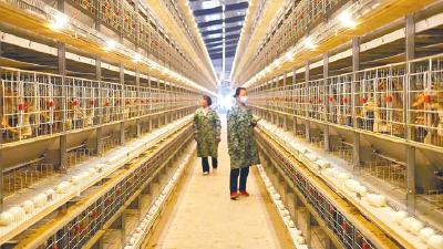 湖北最大笼养蛋鸭基地 10万只水鸭住进“公寓”成“舍友”