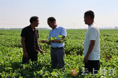 夏管正当时！柴湖76000亩大豆“飞防”作业促增产