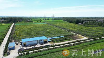 湖北钟祥：林下掘金 “梨+”模式打出致富组合拳