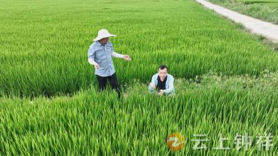 湖北钟祥：高温干旱持续，科学田管稳秋粮