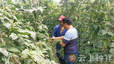 湖北钟祥：从菜园到车间，全产业“链”就富民强村新图景