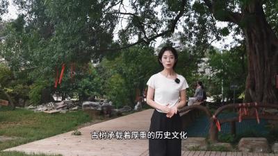 湖北钟祥：千年之约·古树有灵