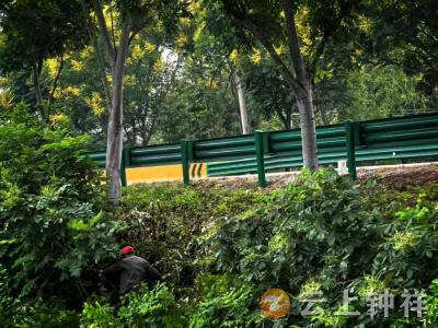 张集镇沙河村：网格聚力清路障 畅通出行护民安