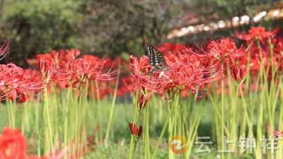 钟祥明显陵：红花石蒜盛放引蝶舞 古韵秋色相映成画